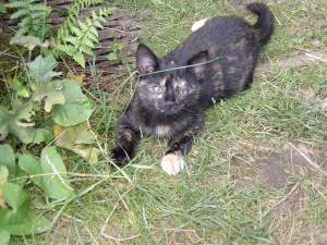 Lola im Gras