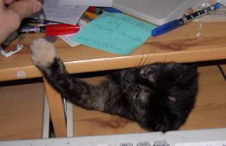 Unterm Tisch